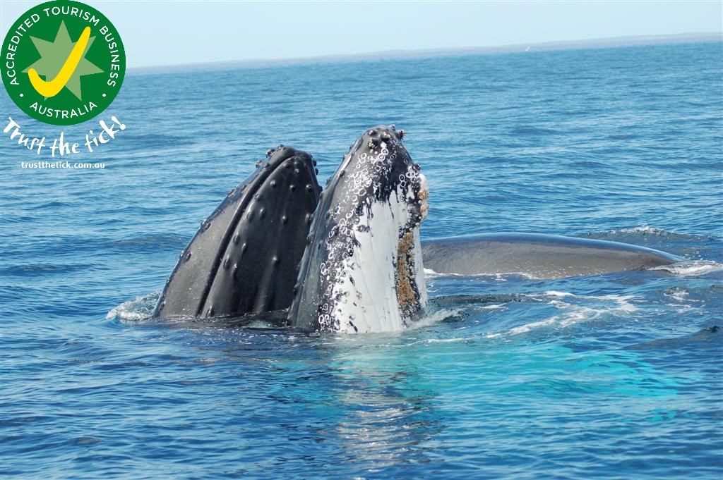 whale watching busselton