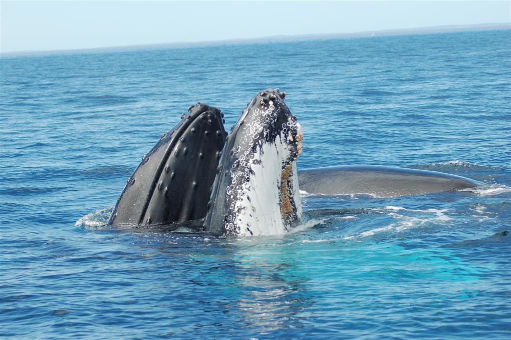 Whales spy hopping Busselton Western Australia