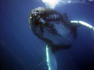 humback whale under water