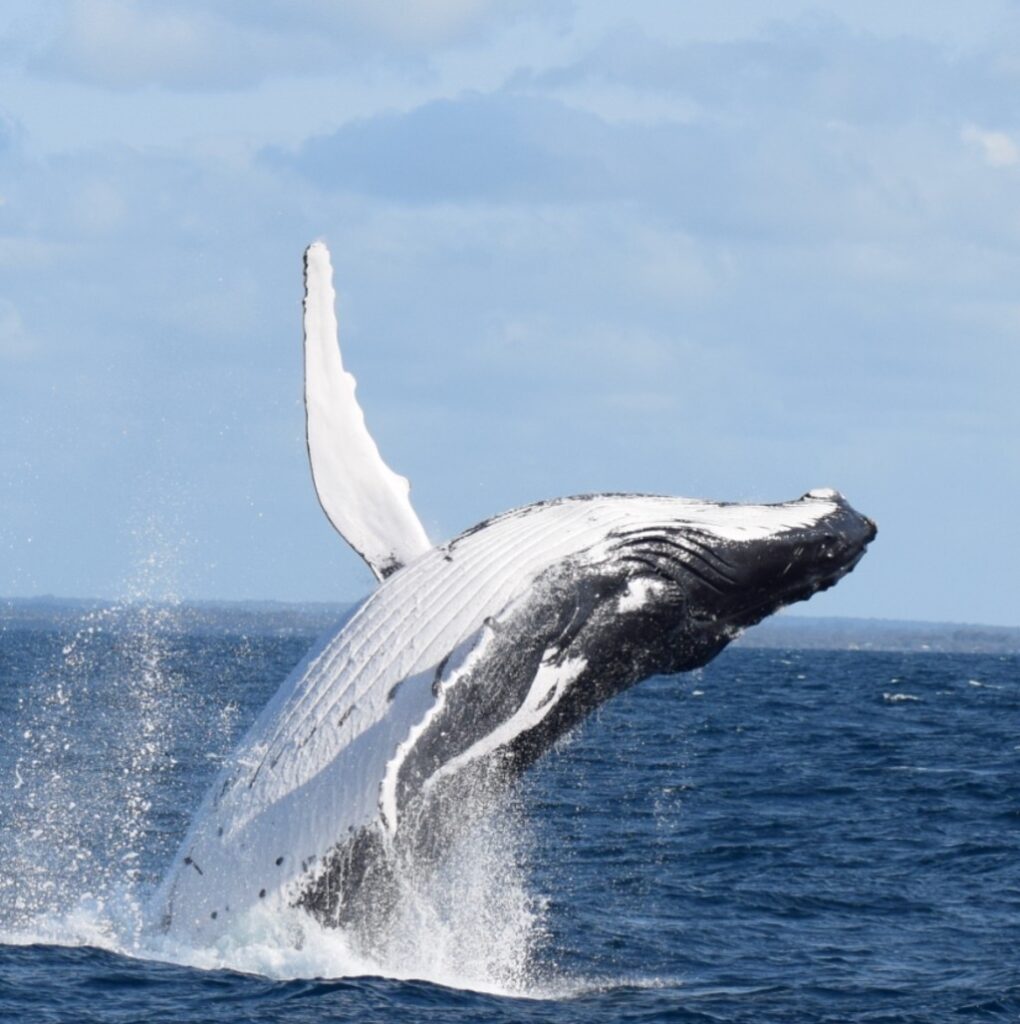 Whale Watching Tour in Busselton