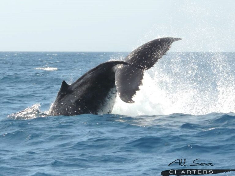 2022 whale watching augusta season