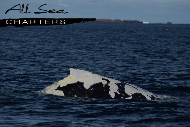 strange pigmentation whale watching busselton