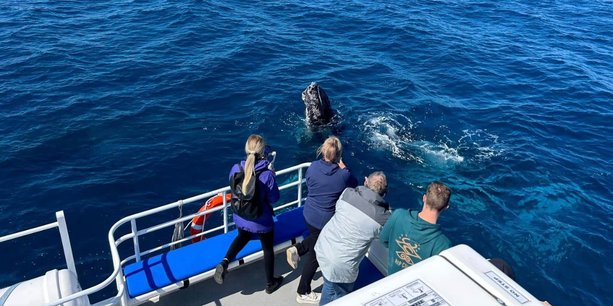 people on a whale tour aboard whale song looking at a whale