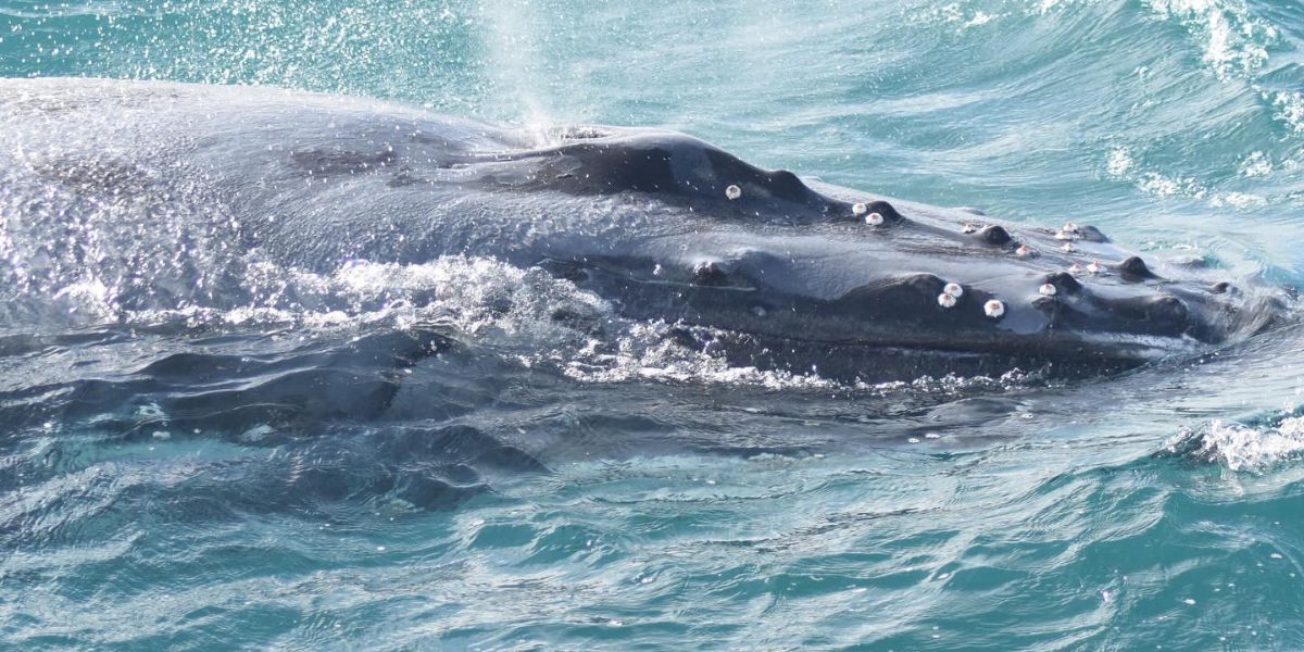 whale watching augusta blow hole all sea charters