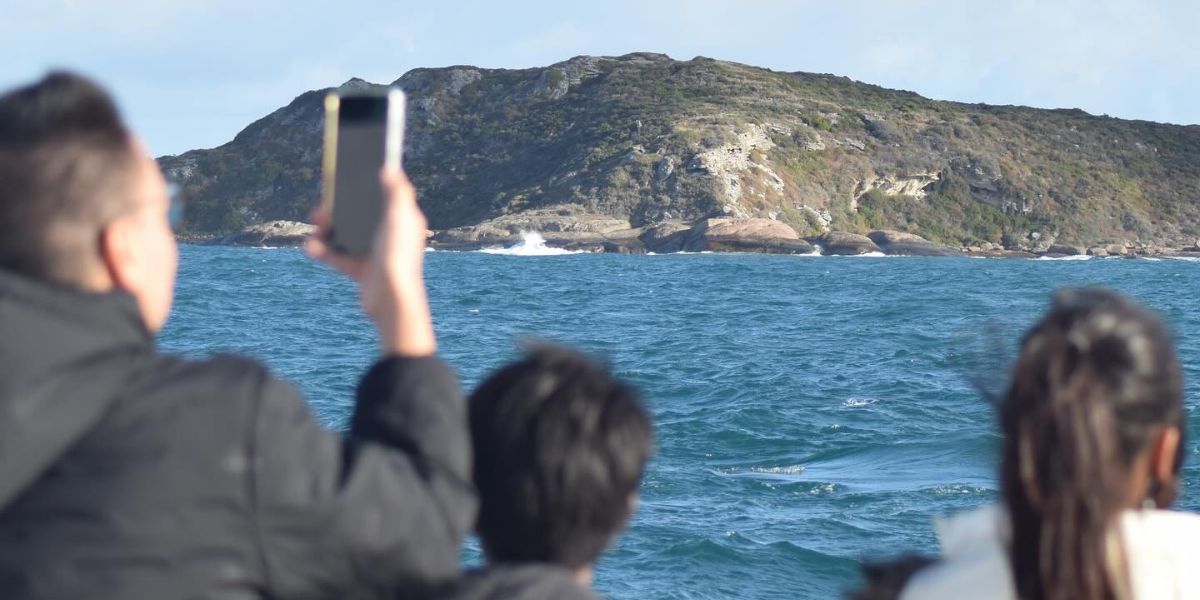 whale watching augusta people filming all sea charters