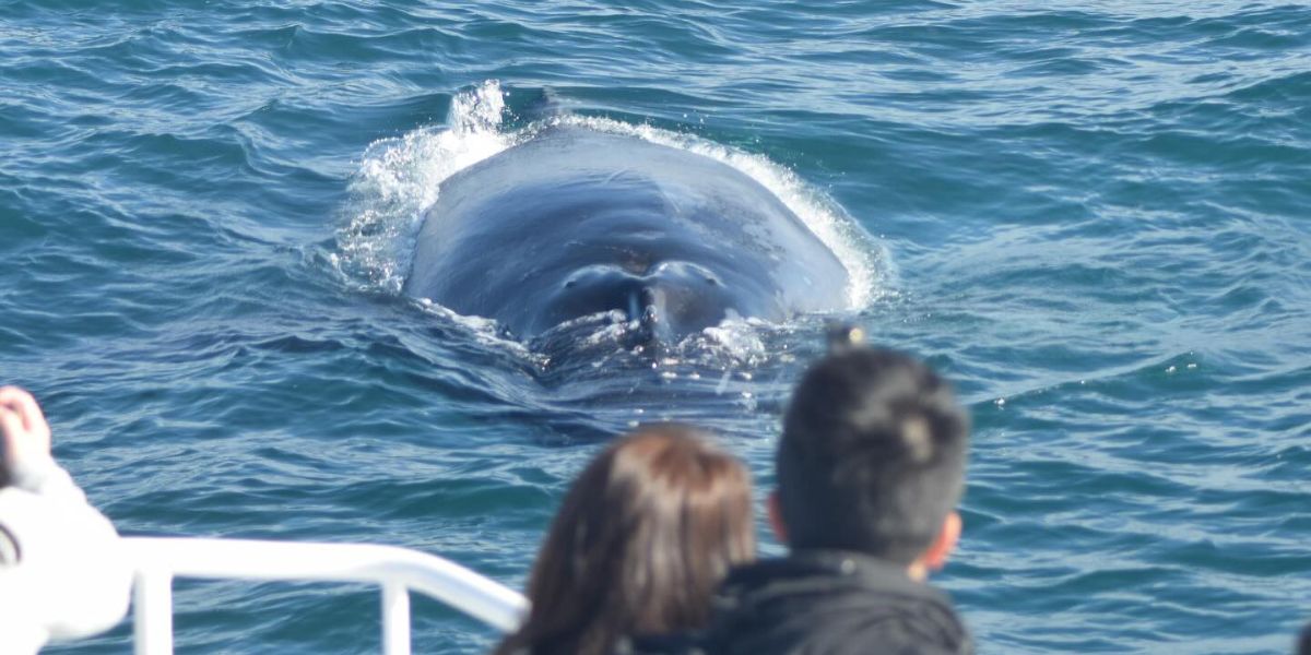 whale watching augusta people on boat watching all sea charters
