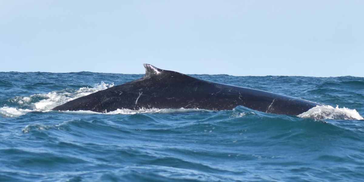 whale watching augusta watching whale on surface all sea charters