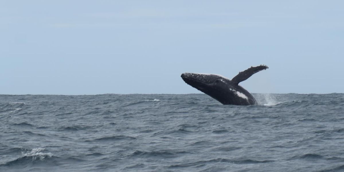 whale watching augusta whale breach all sea charters
