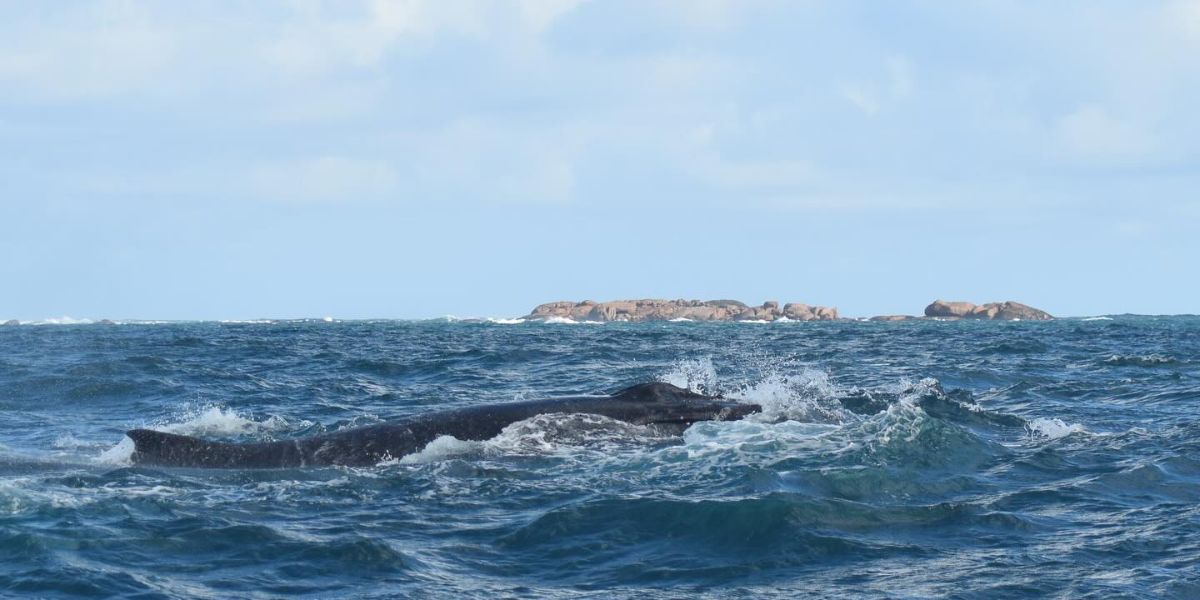 whale watching augusta whale on surface all sea charters