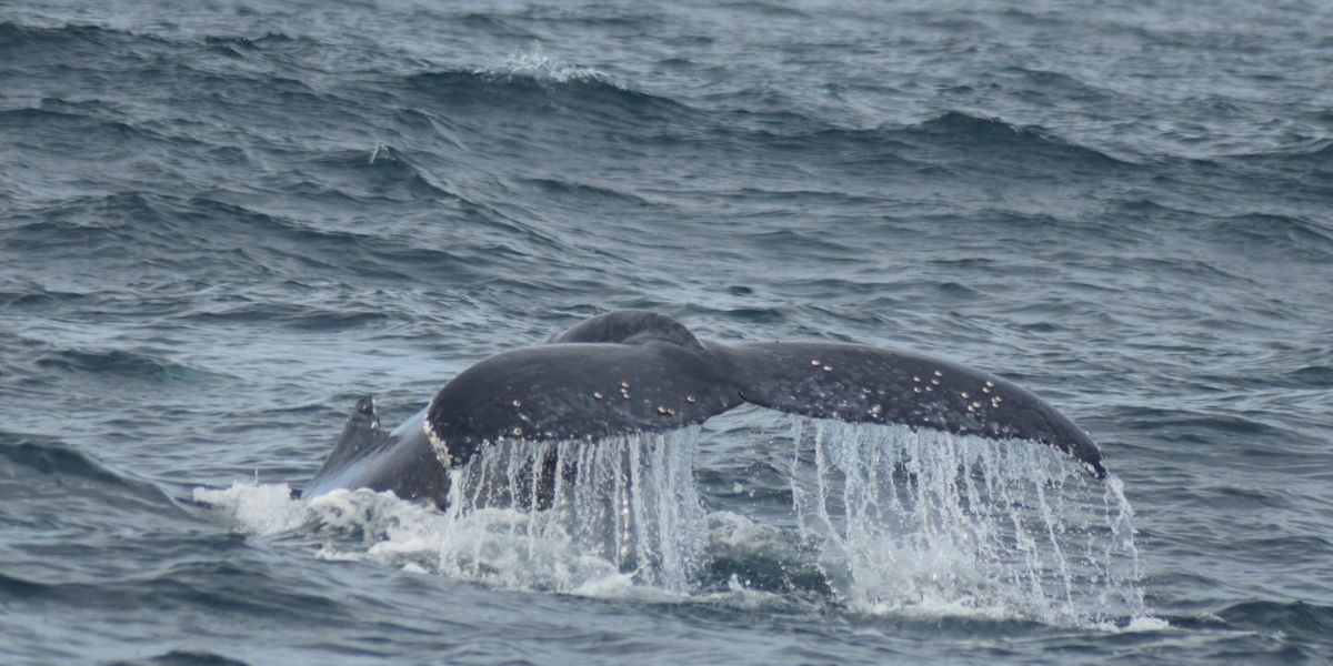 whale watching augusta whale tail all sea charters