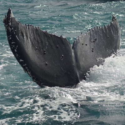 Whale Watching Augusta Humback Fluke sighting