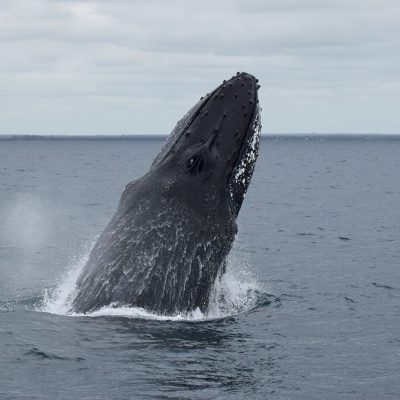 whale watching dunsborough