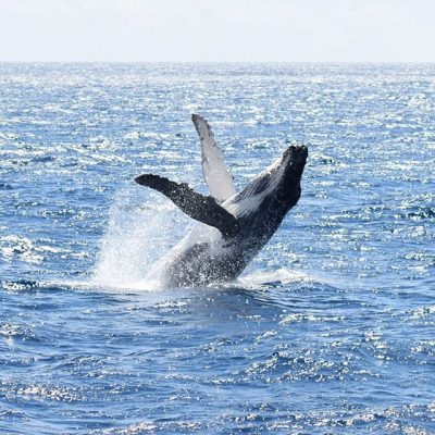 Whale Watching Dunsborough Humpback Breaching